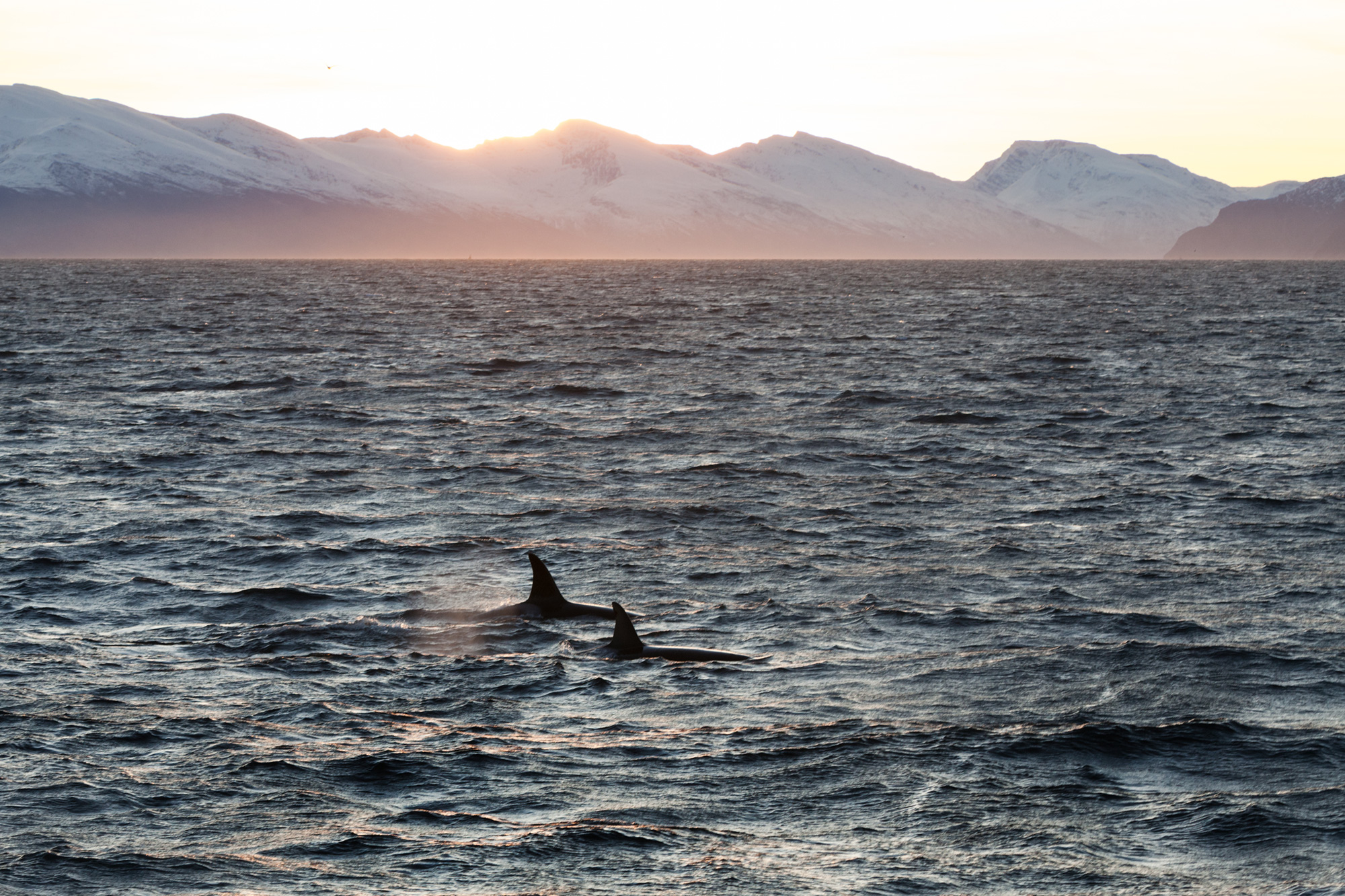 Two Orcas surfacing in the ocean