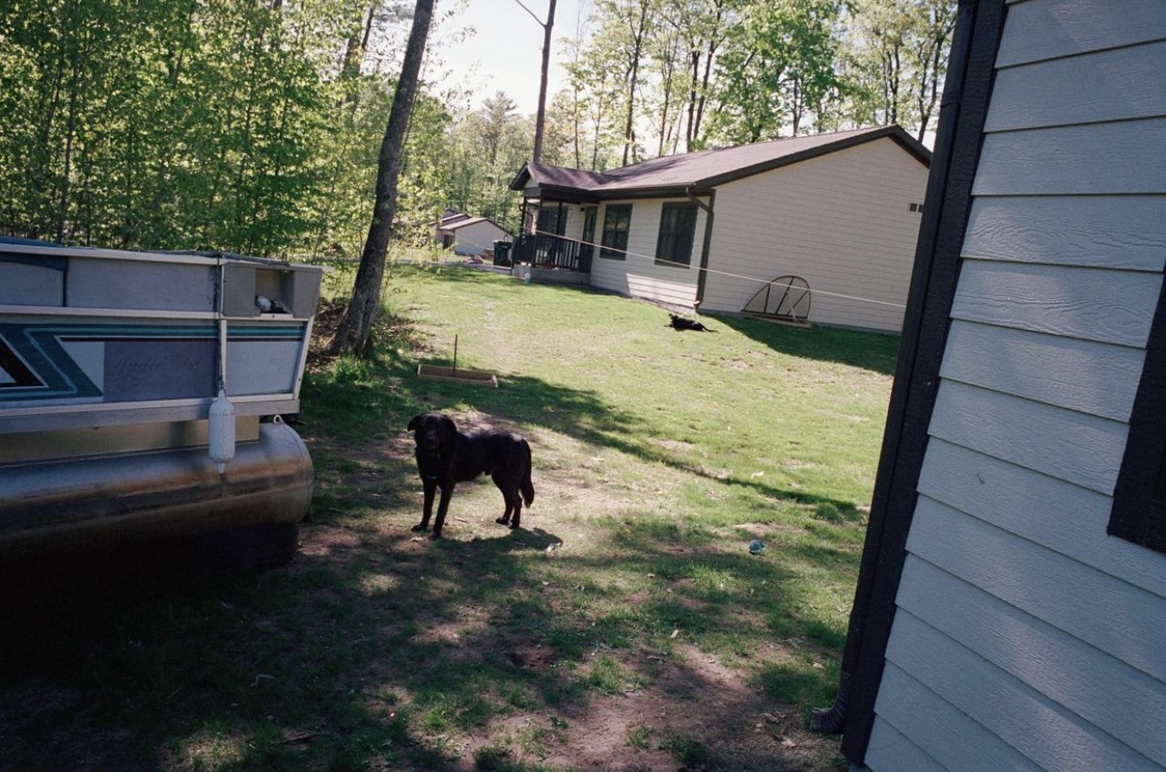 Photograph of a dog in a field