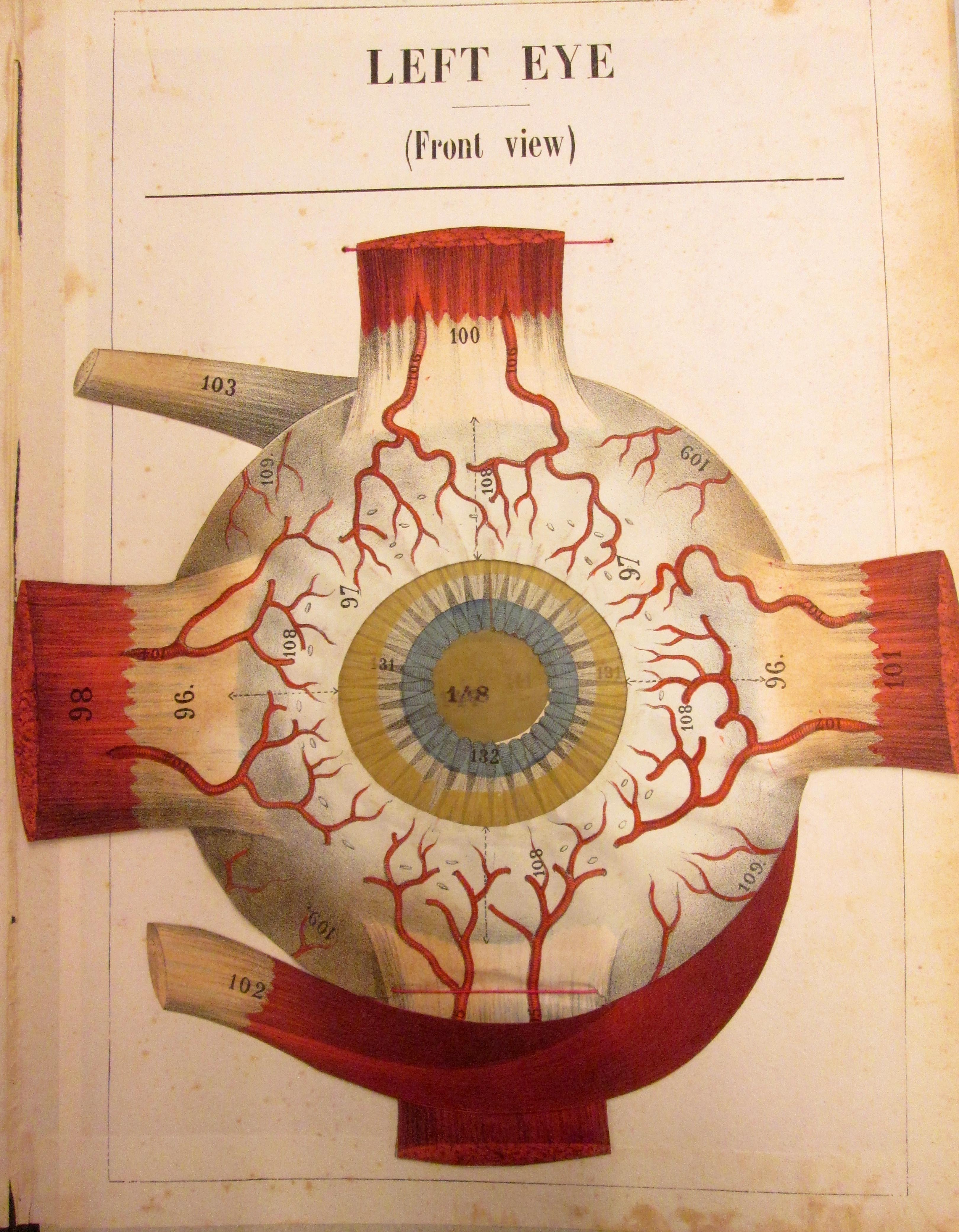 Jessica Dandona, Presentation: “The Transparent Woman: Medical Visualities in Fin-de-Siècle Europe and the United States, 1880–1914”