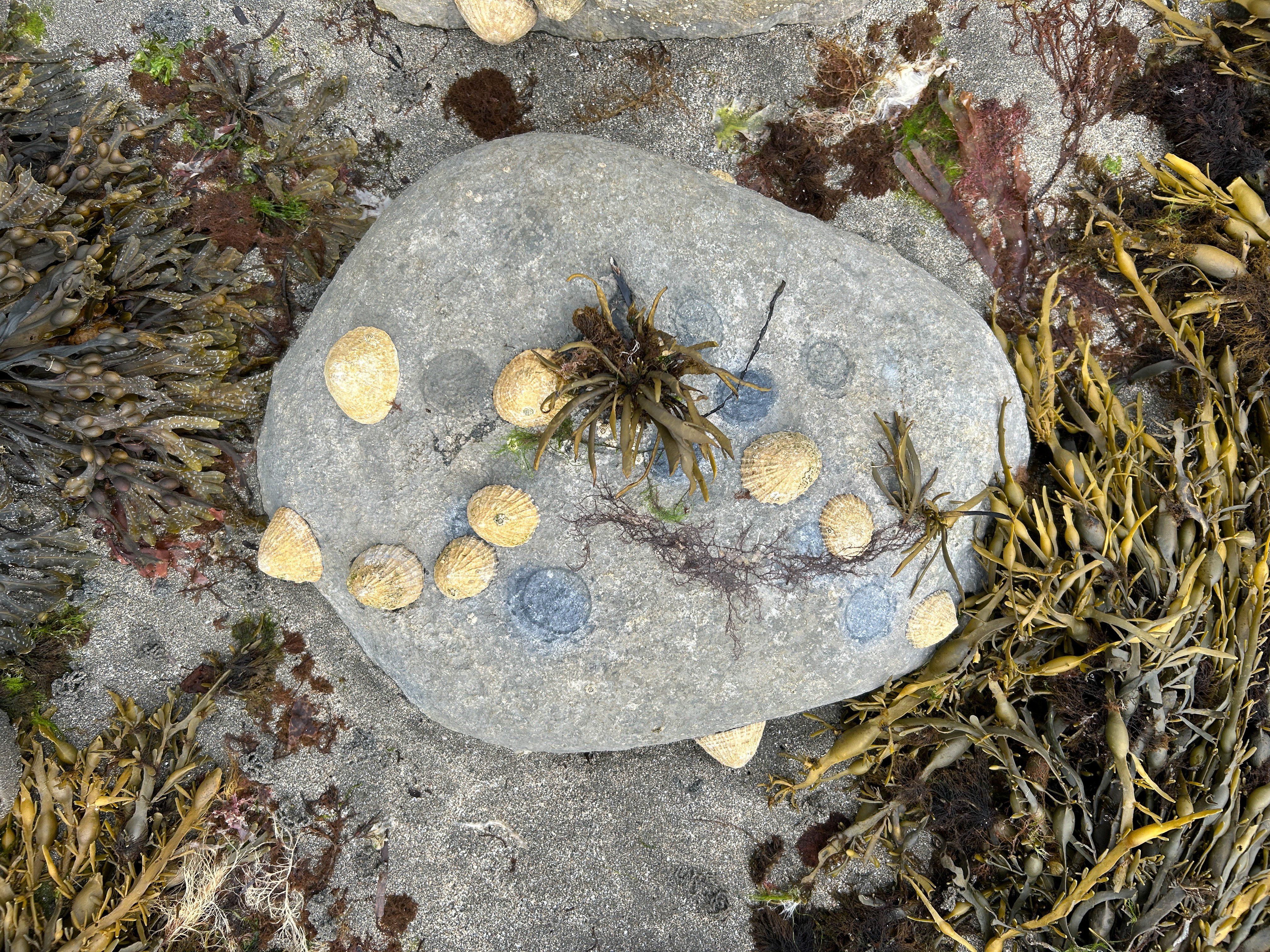 Rock with Limpets and homescars in an intertidal range, Ballyvaughan, Co. Clare, Ireland, 2025
