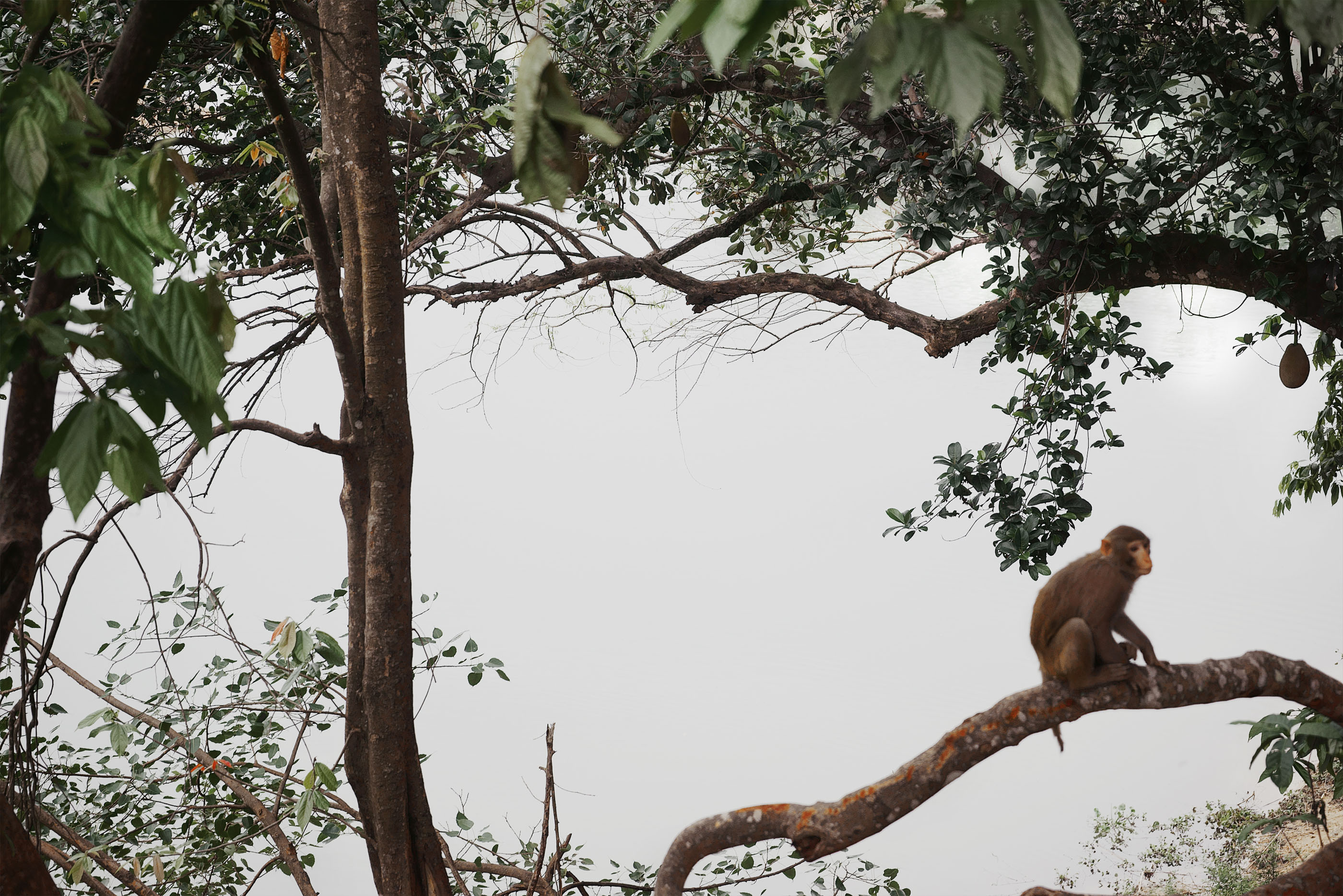 Photograph of Monkey by Shen Wei