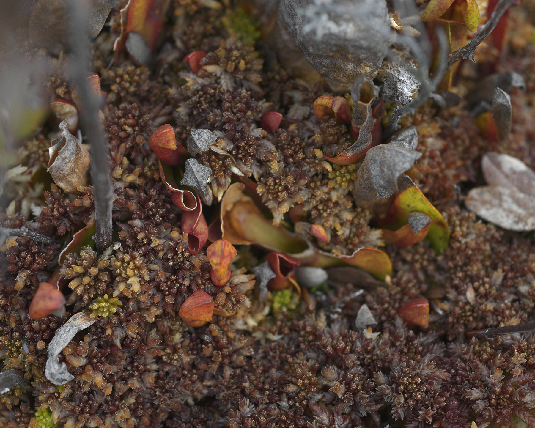 Meg Ojala Pitcher Plants in Mary's Bog near Otter Lake, north of Grand Rapids, Minnesota, May 2017 Pigment print 26 x 32 1/2 inches