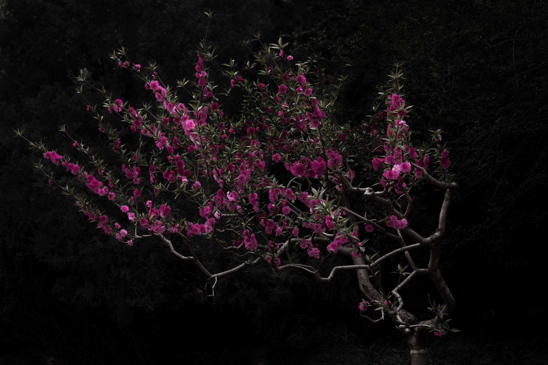 Photograph by Shen Wei