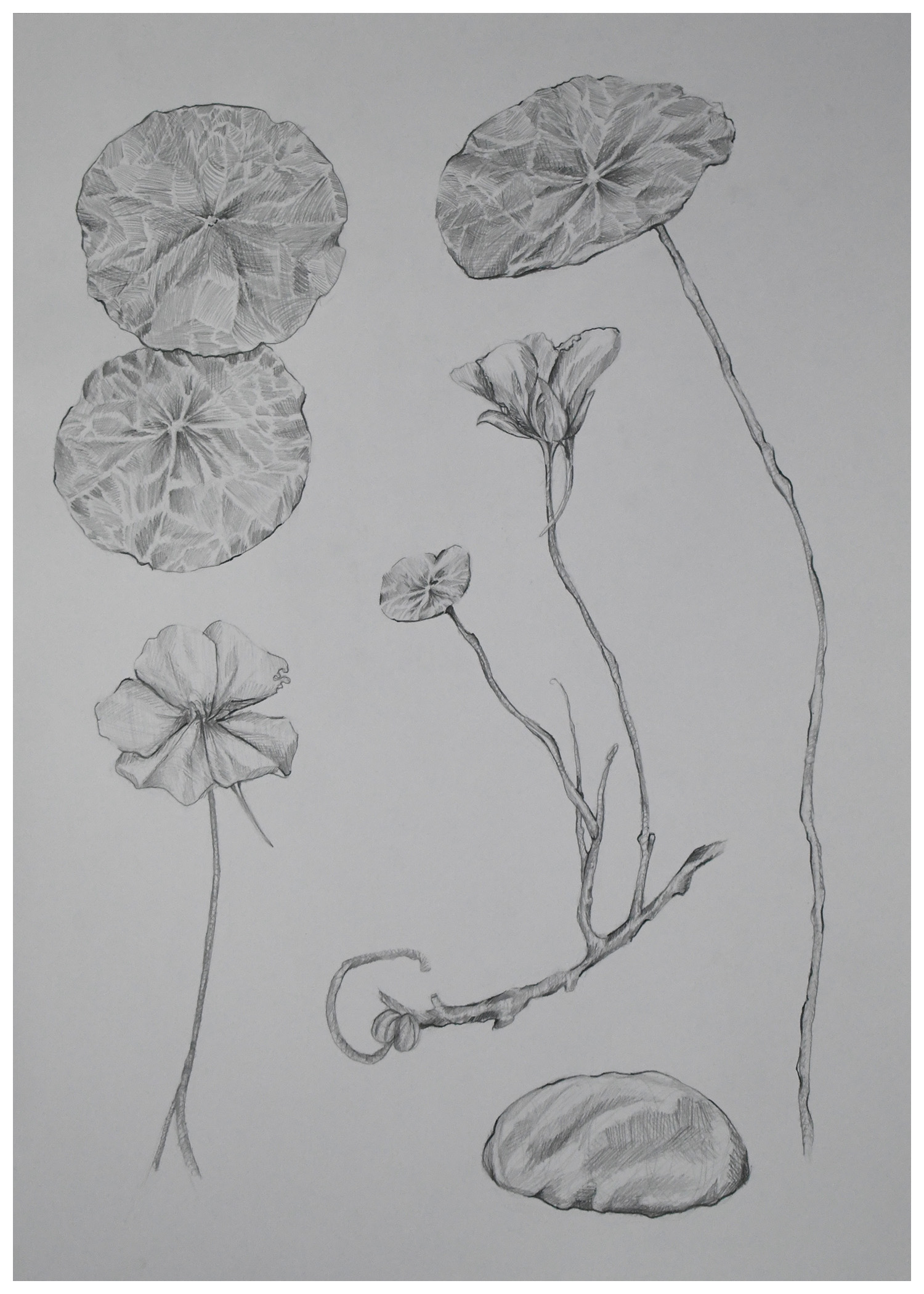 Pencil drawings of plants