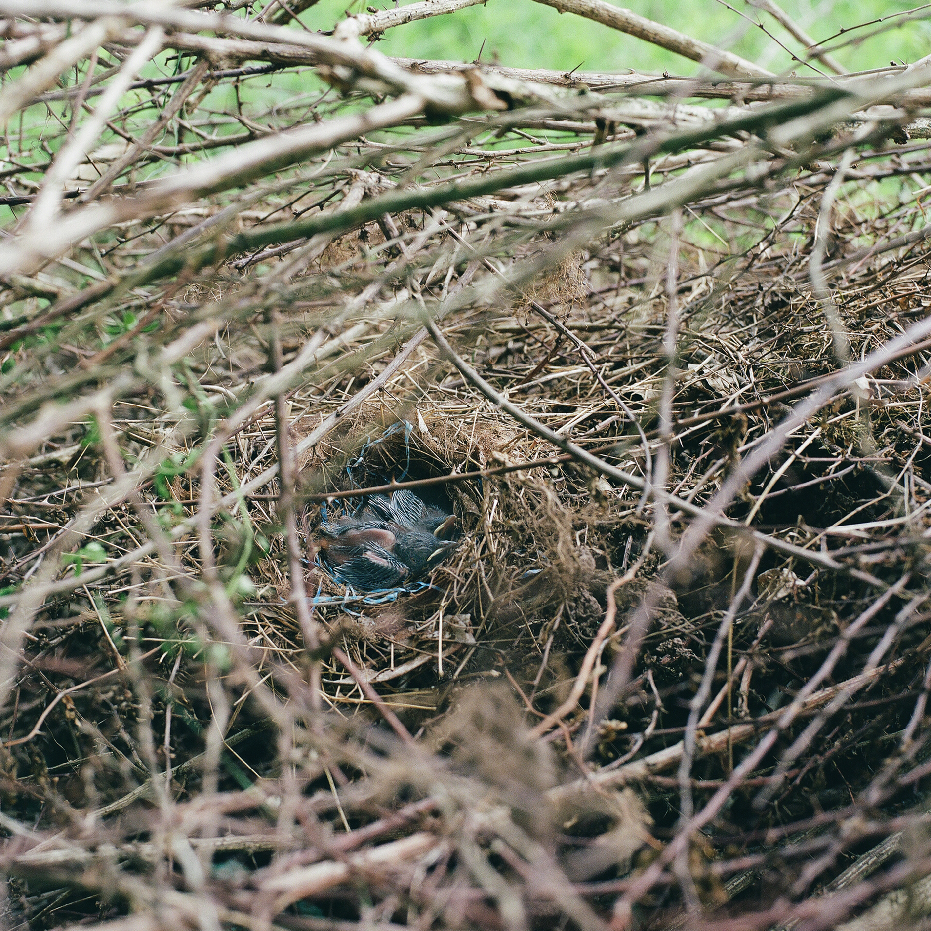 Shoshana Fink '22, "The Nest"