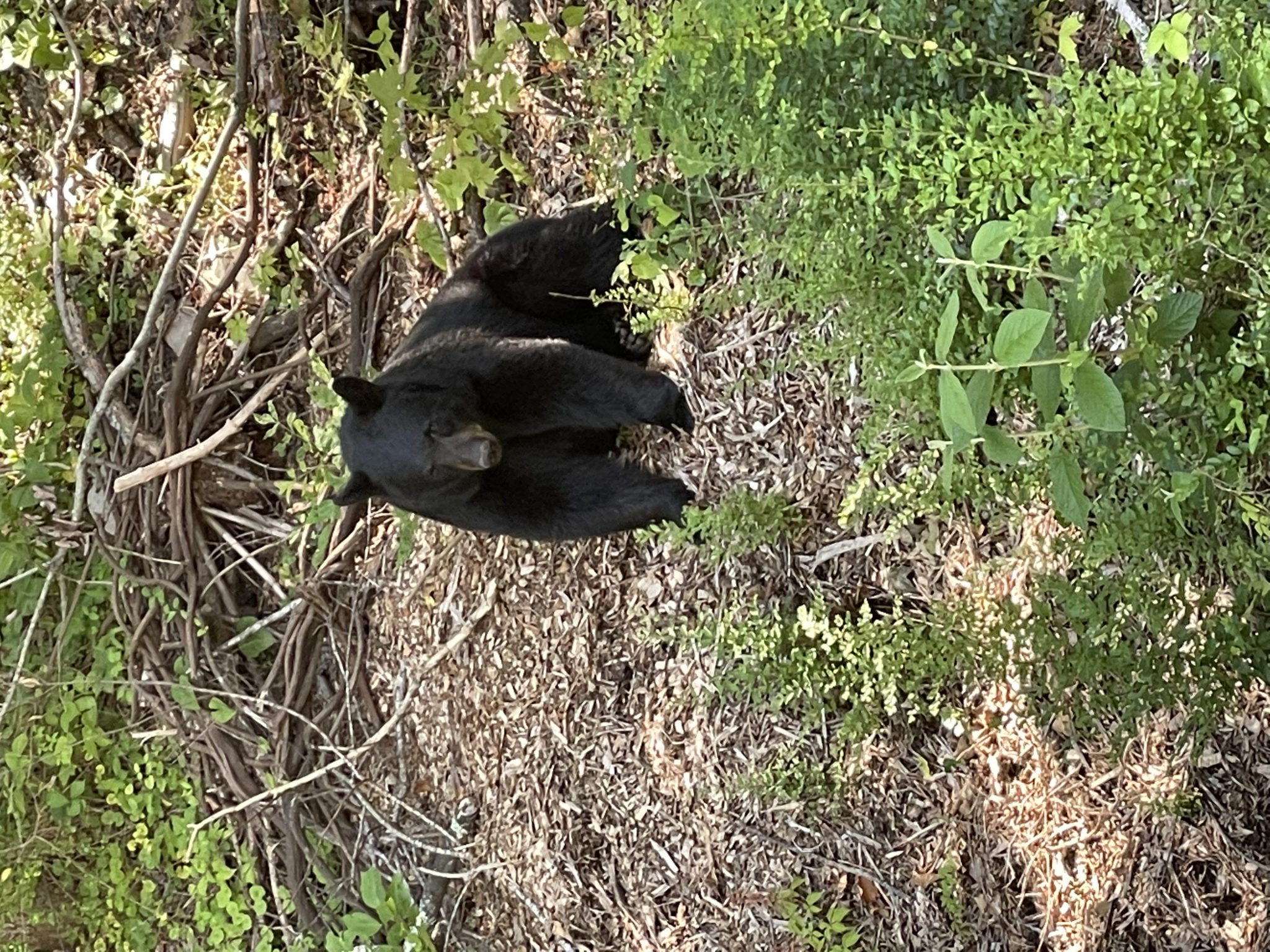 Bear at Arrowmont, Summer 2021