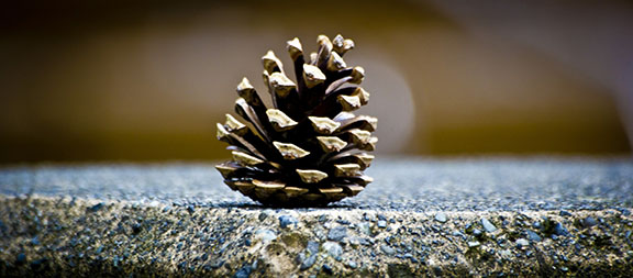 Pine Cone