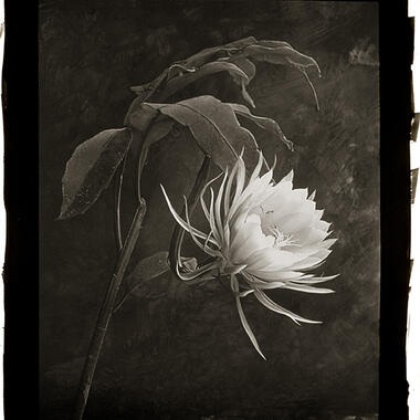 DeCosse, Queen of the Night, 1998, platinum print, 23.5 x 18.75 in.