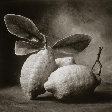 DeCosse, Tuscan Lemons, 1995, platinum print, 15.25 x 15 in.