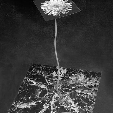 DeCosse, Dandelion, from the series Off the Wall, 1998, 7.25 x 7.25 x 9 in.