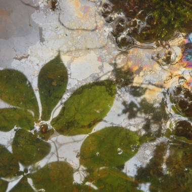 Elizabeth Blair, Reflected Alder Leaves, 2014, archival inkjet print