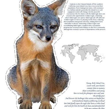 Miranda Brandon, DIY Animal Populator (Island Fox), 2015, Archival inkjet print