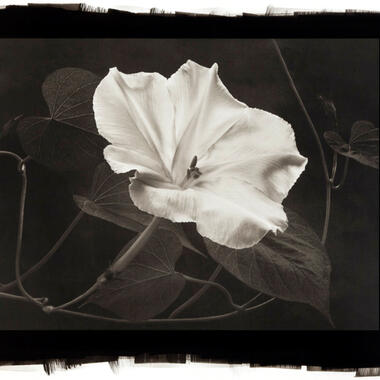 Cy DeCosse, Moon Flower, Platinum-palladium print, 2014, Printed by Keith Taylor