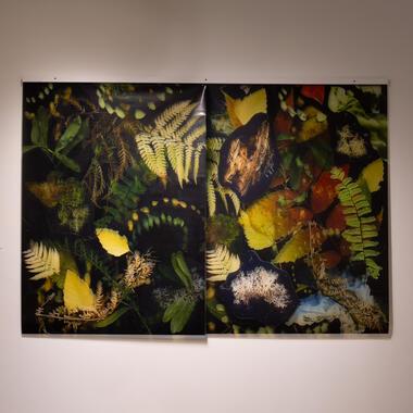 seeing plants exhibition documentation 