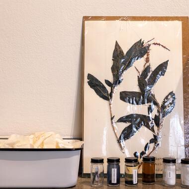 seeing plants exhibition documentation 