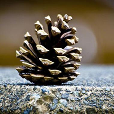 Pine Cone