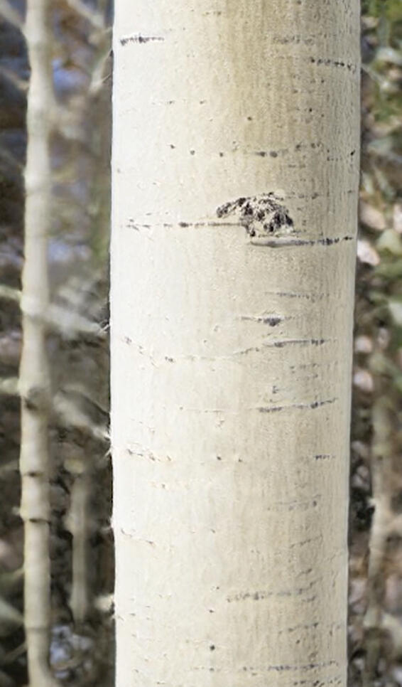 Photograph of a young birch tree  ; Ben Moren