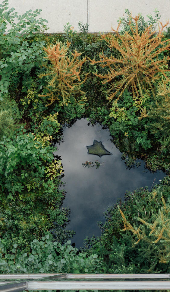 Aerial image of MCAD's rooftop bog