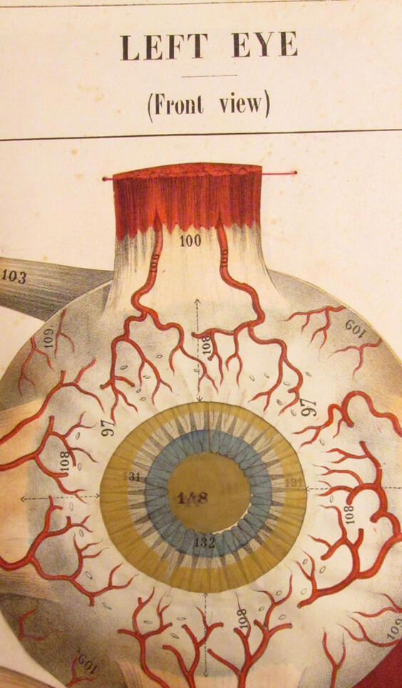 The anatomy of an eye ; Jessica M. Dandona
