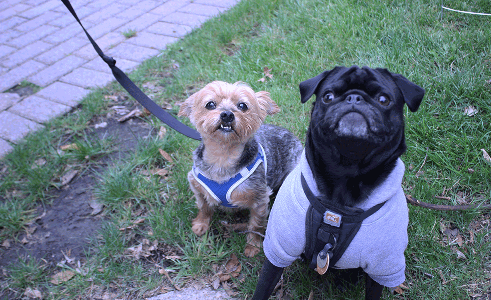 Dogs spotted: Bella and Kevin ; Bella and Kevin