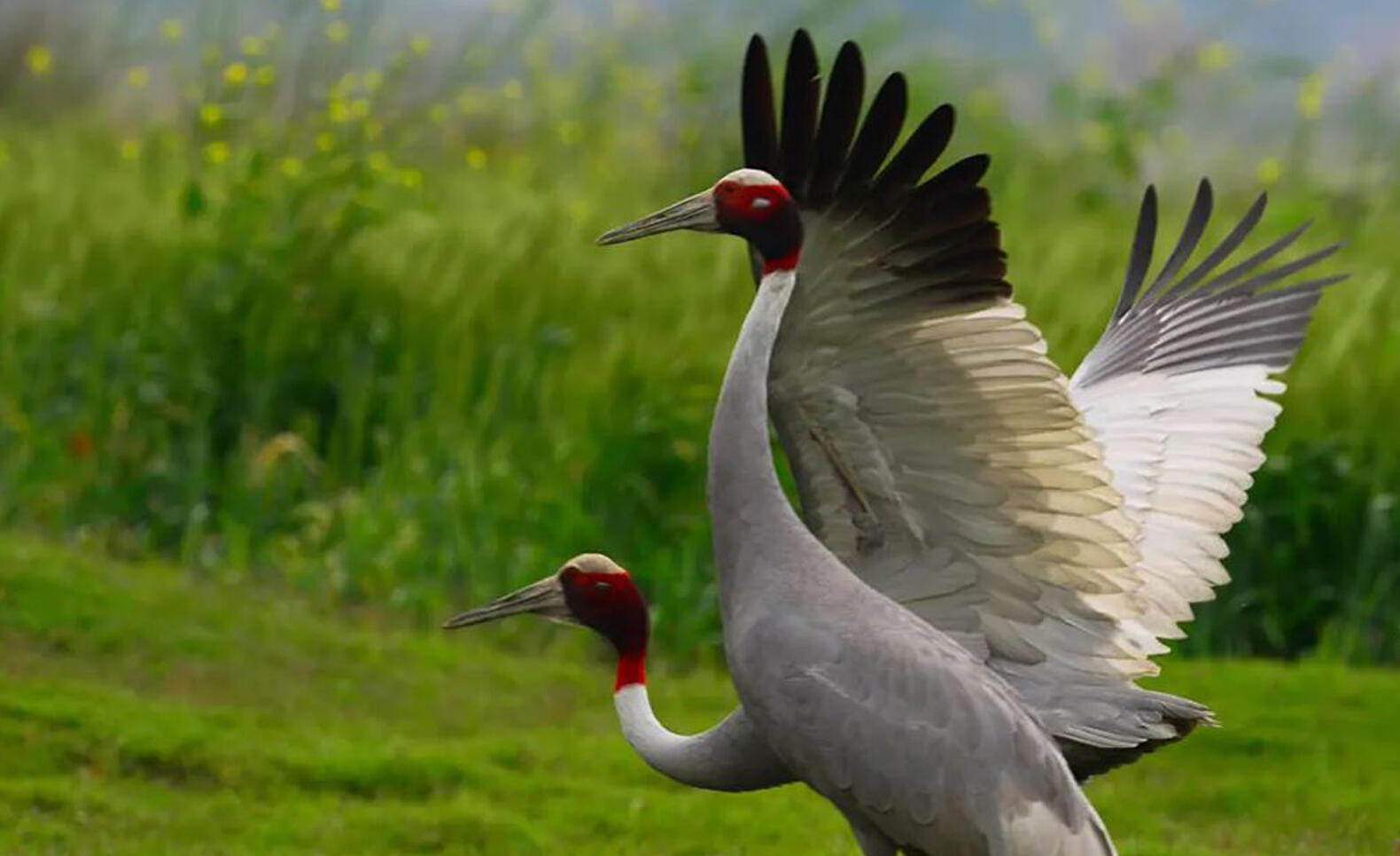 Sarus Crane photo