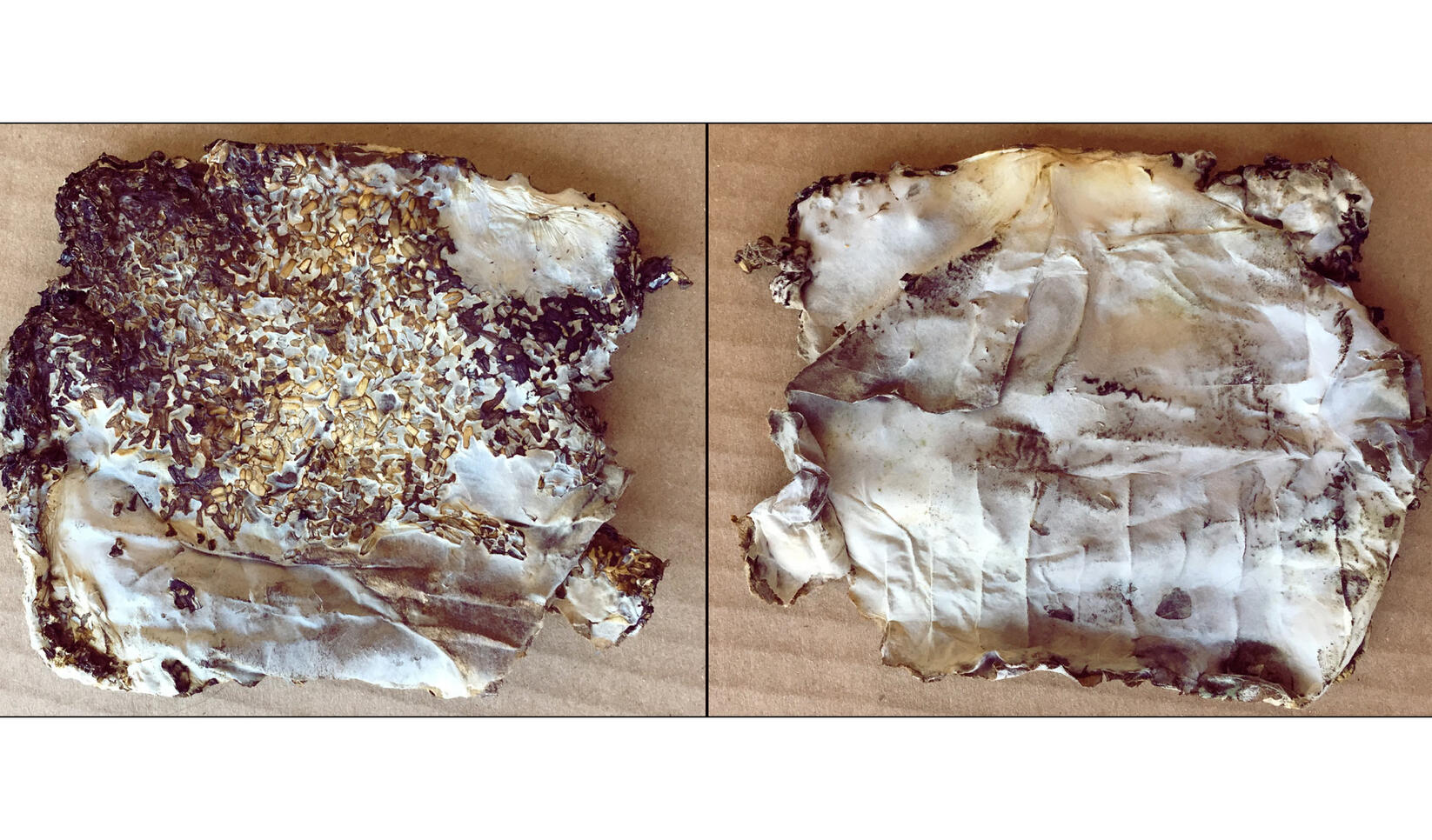 Study of Mycelium, Oats and Cardboard (front and back), 2017, mycelium, steel cut oats, cardboard, water, 6" x 6"  ; Josette Ghiseline