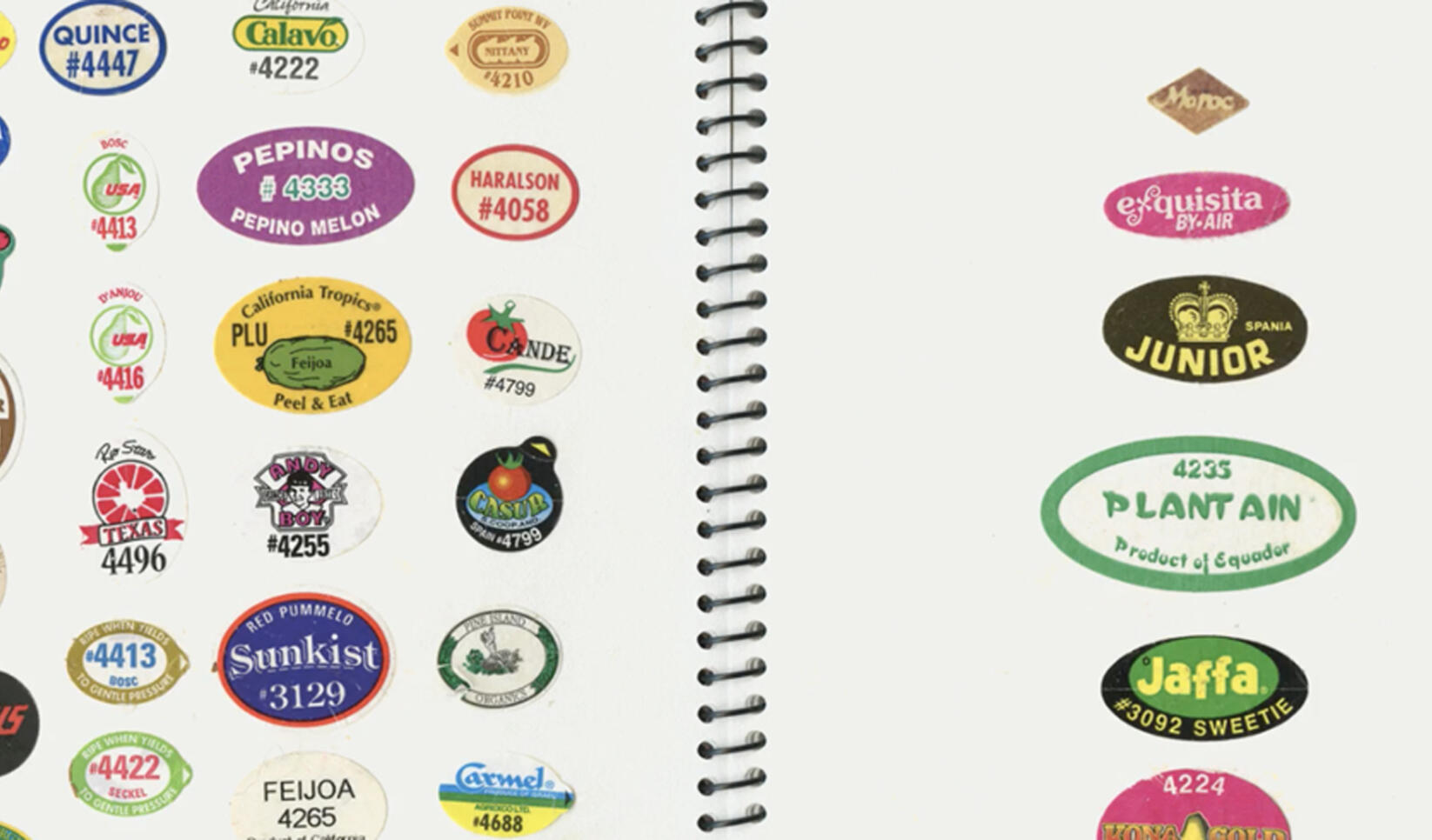Fruit stickers all lined up on a sketchbook page ; Kindra Murphy