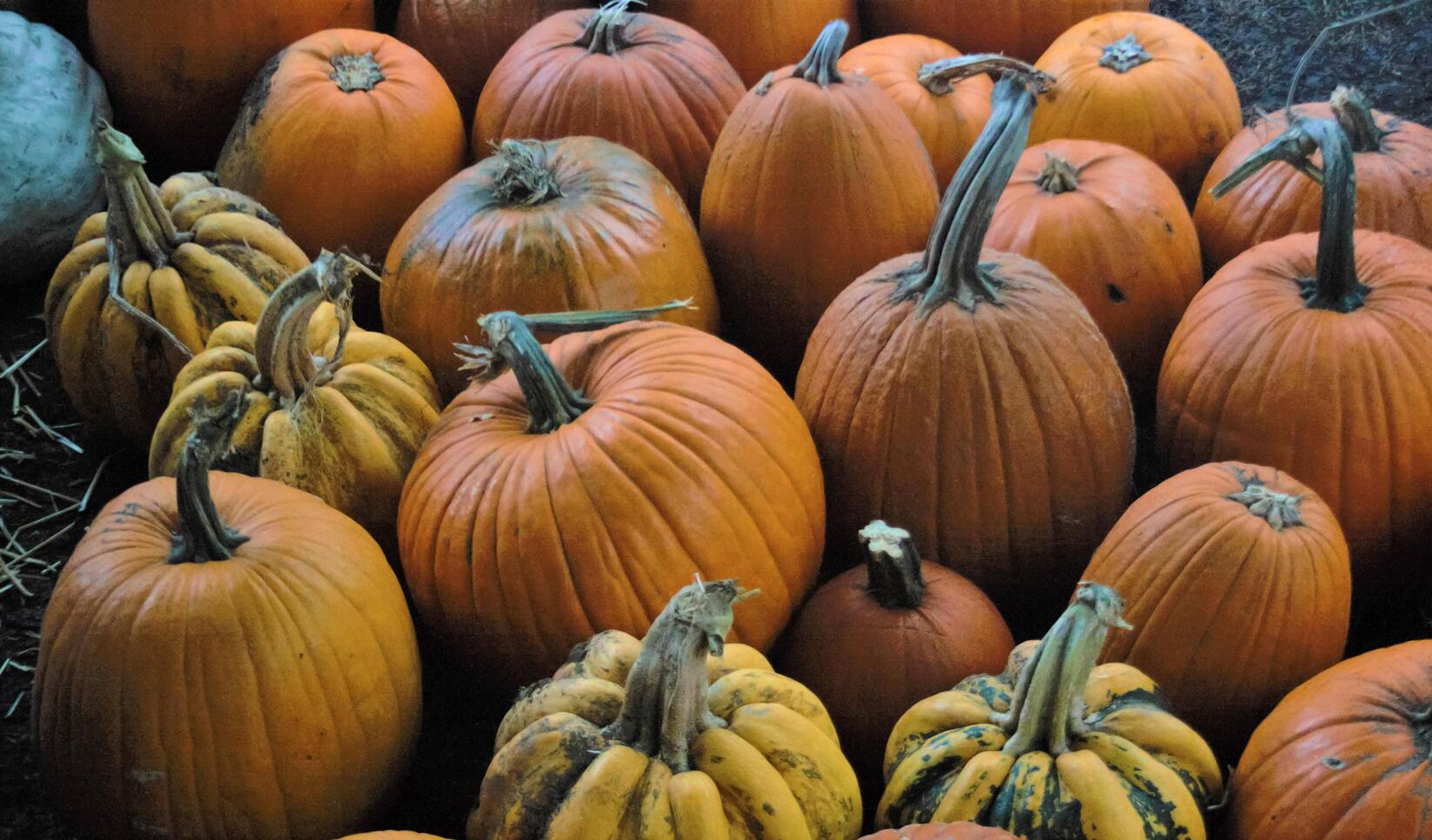A group of pumpkins and gourds