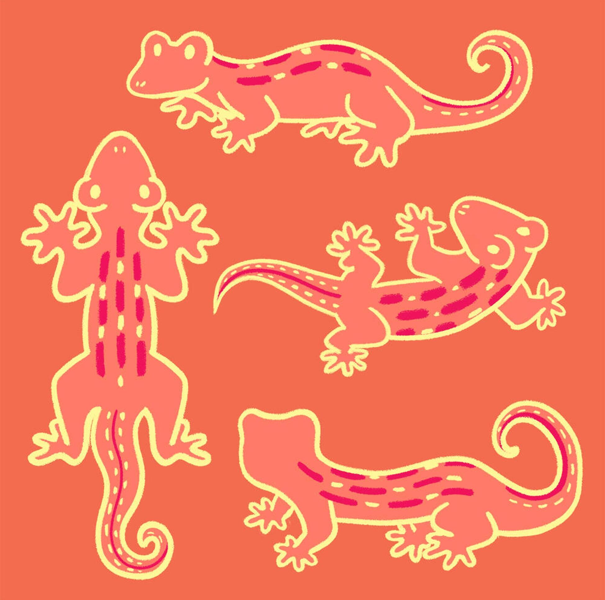 Illustrations of Geckos