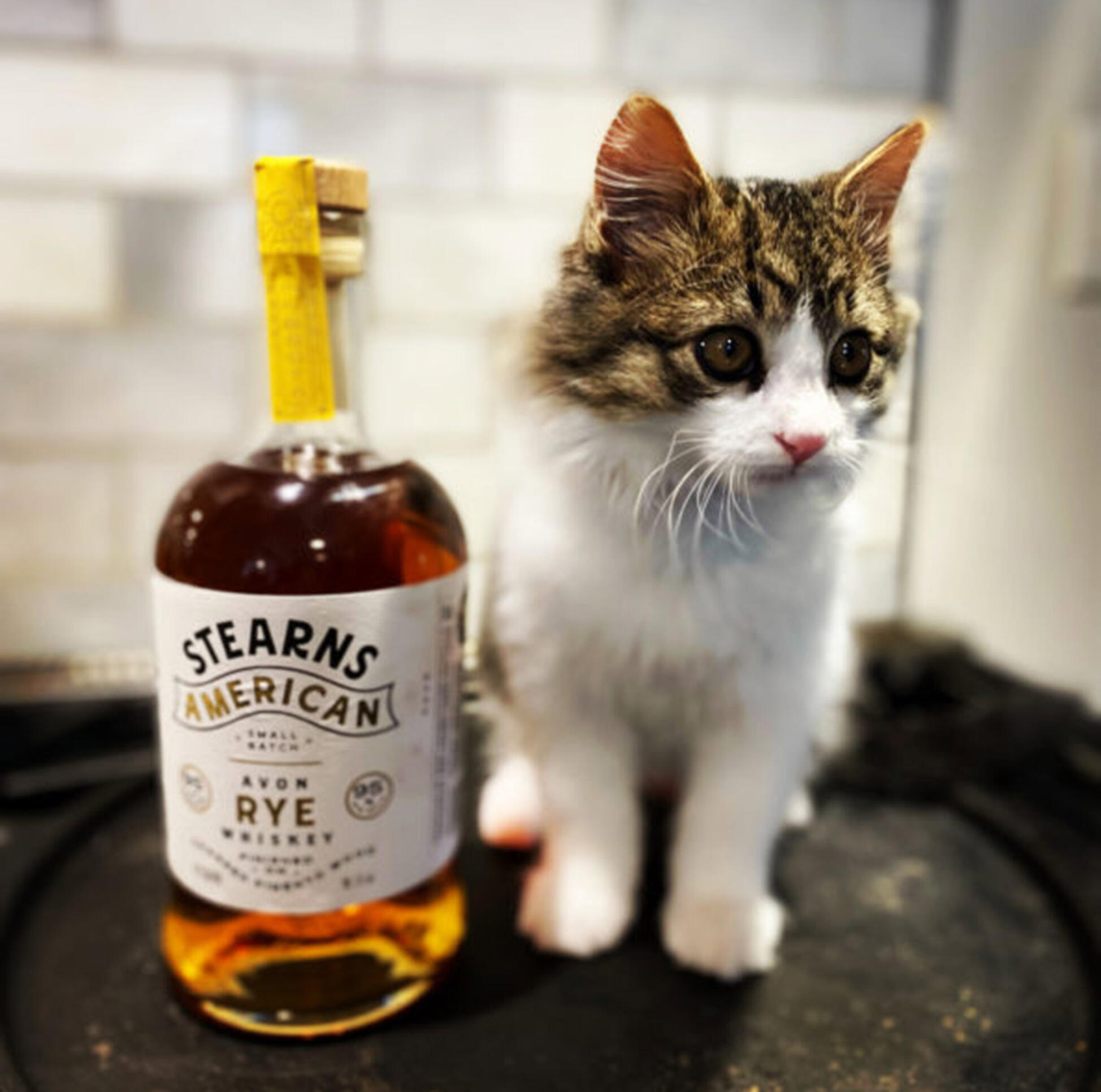 Kitten sitting next to a bottle of Rye Whiskey  ; Jeremy Blankenship