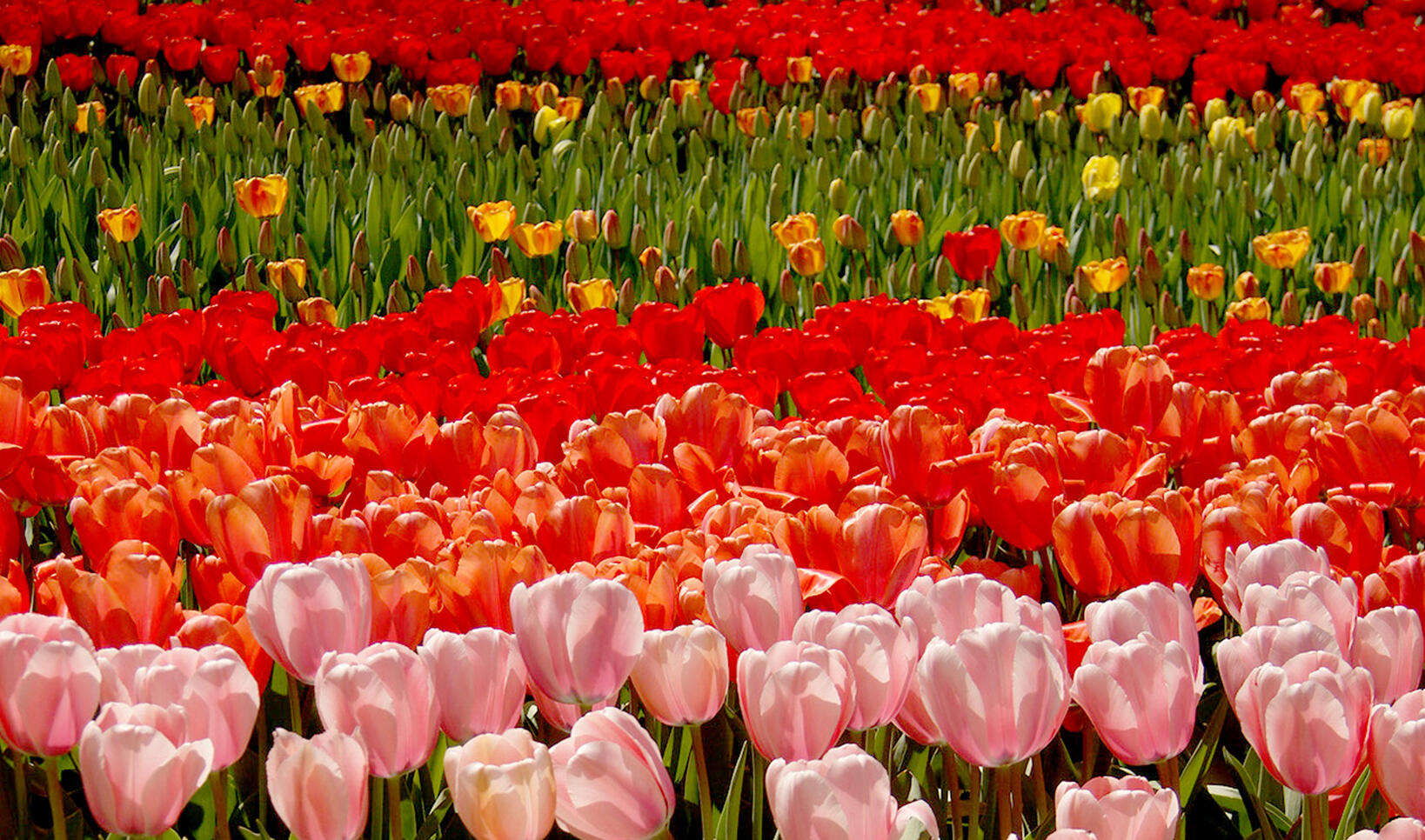 Tulip field in the Netherlands