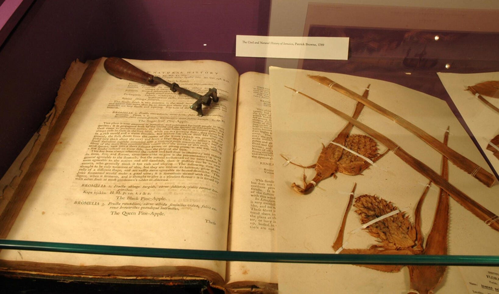 Photograph of an old book with several dried out objects on top and a small tool ; Anna Chisholm 