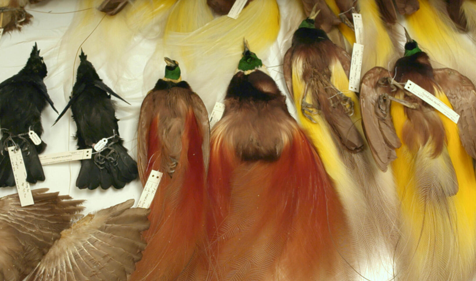 Photograph of several different types of taxidermied birds lined up  ; Jason Coyle