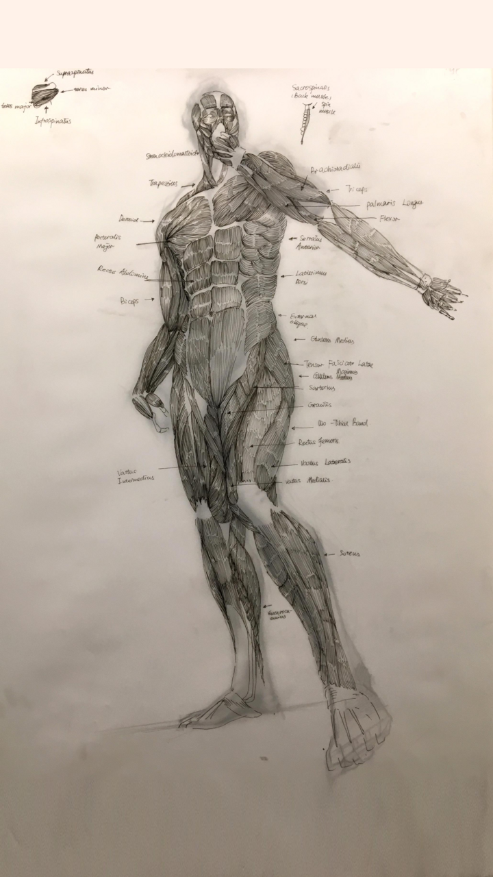 Drawing of Muscle Study