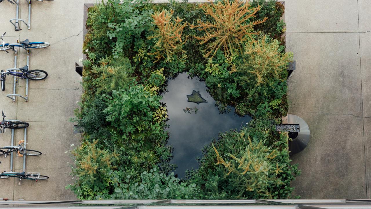 Aerial view of MCAD's rooftop bog