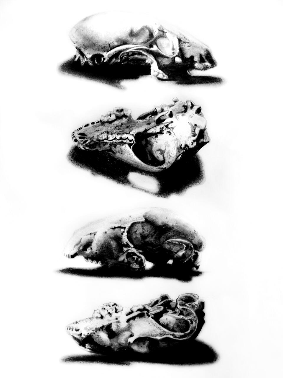 Anatomical study drawing of a small animal skull.