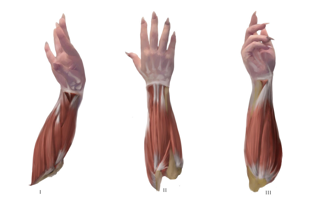 Painterly study drawing of the muscles and bones of the forearm, wrist, and hand.