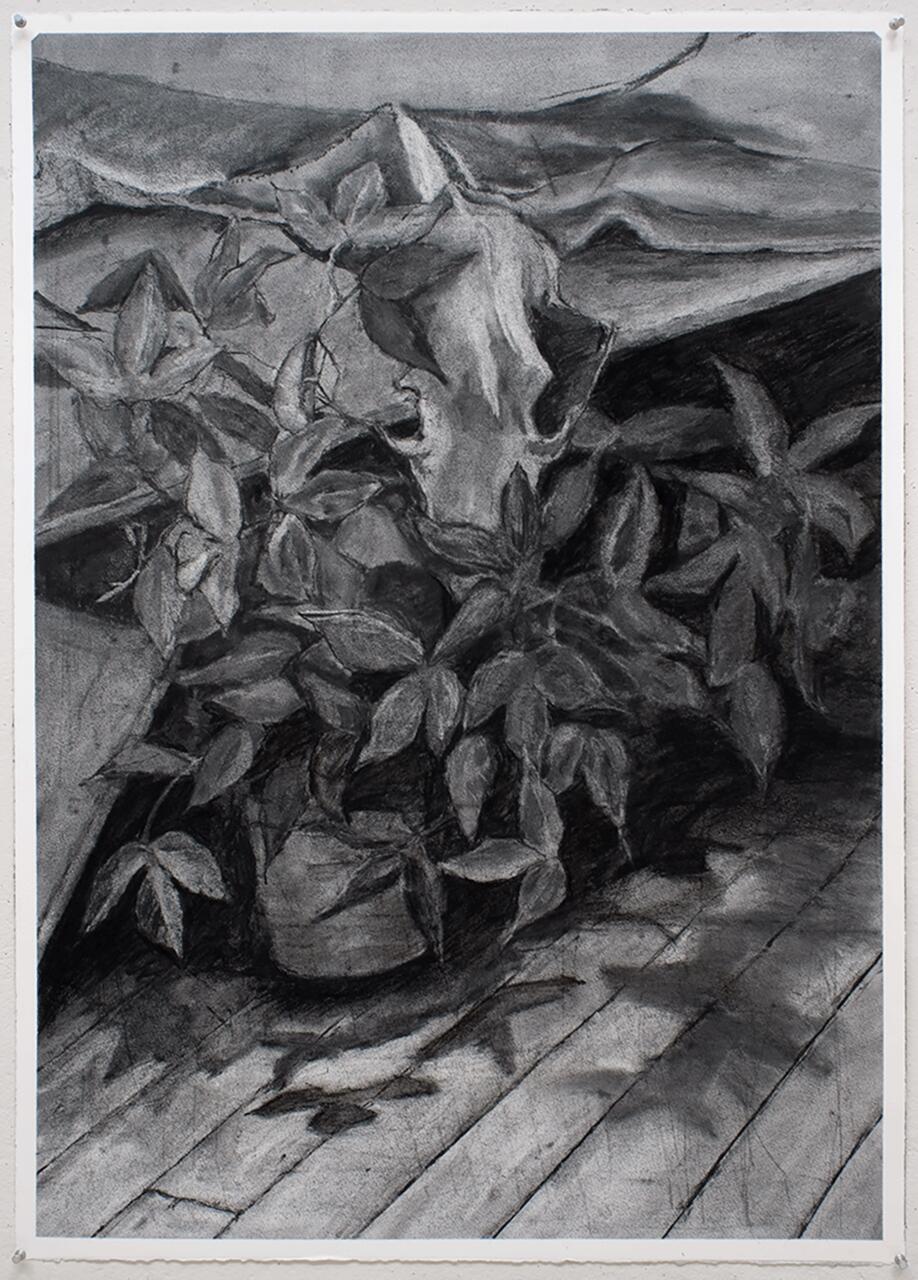 Closely set still life drawing of a plant and crinkling fabric.