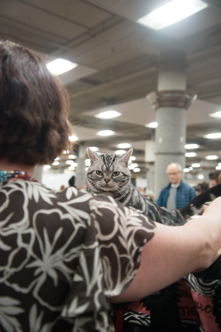 Five image photography series of cats with special emphasis on the eyes' expressions.