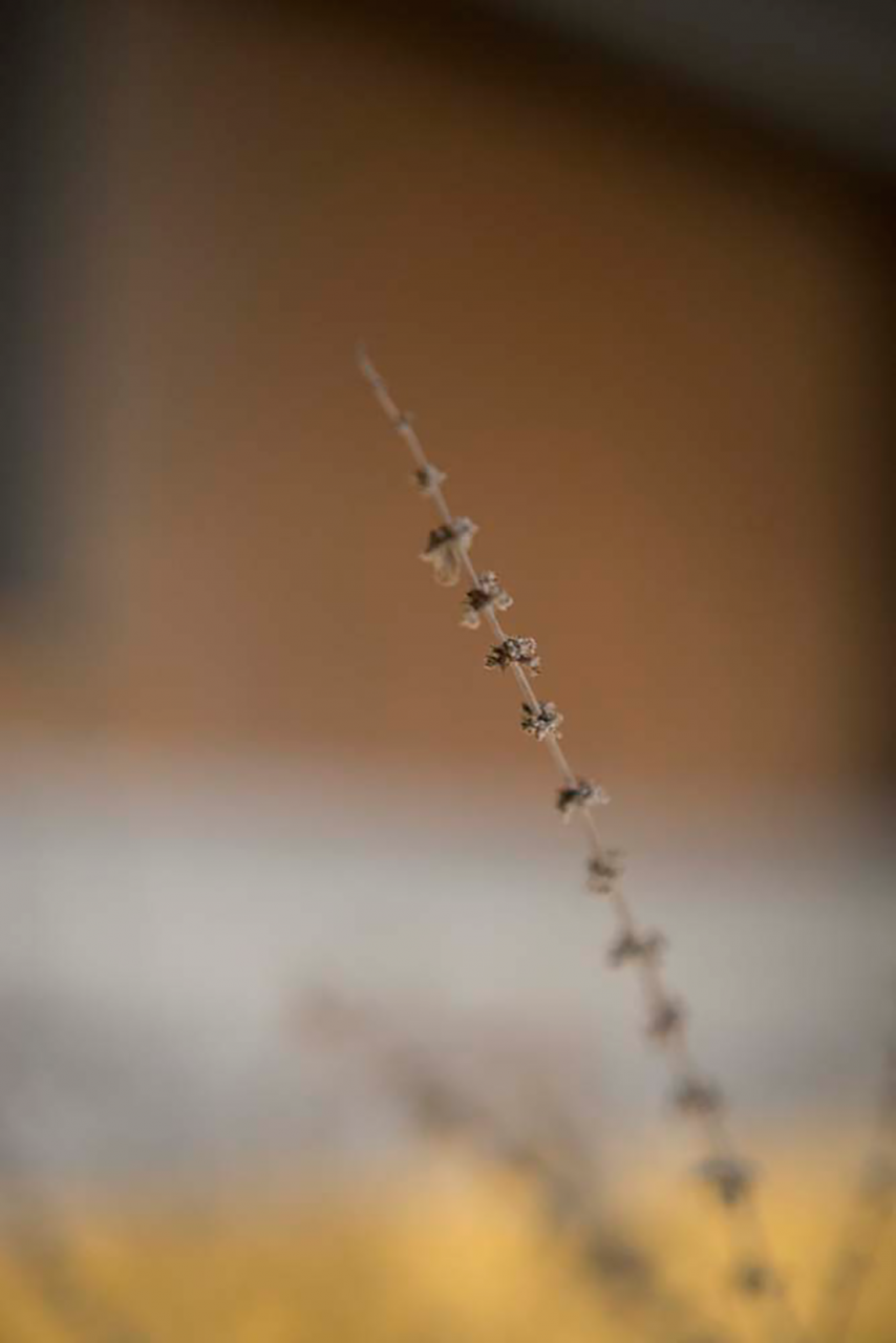 Color photography series of close up nature imagery, including twigs, buds, and cotton.