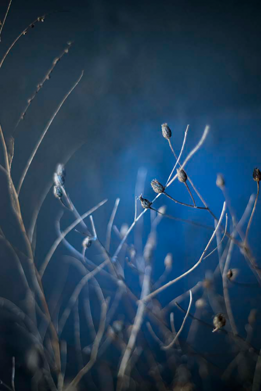 Color photography series of close up nature imagery, including twigs, buds, and cotton.