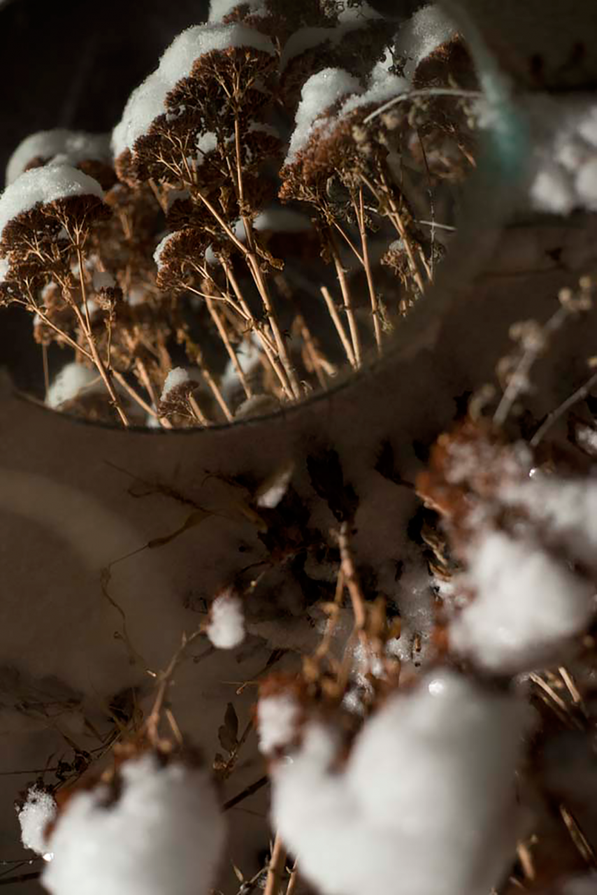 Color photography series of close up nature imagery, including twigs, buds, and cotton.