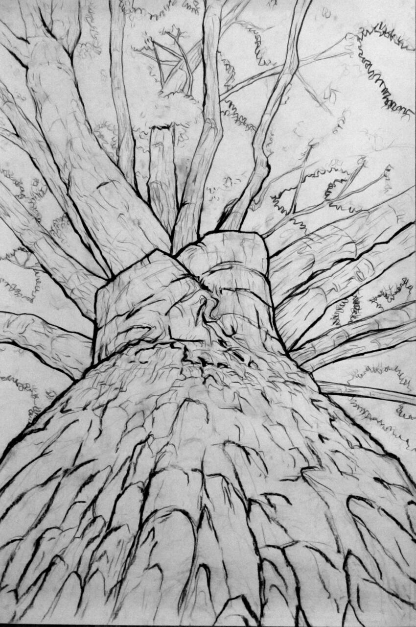Tree trunk drawing with heavy emphasis on varying line weights.
