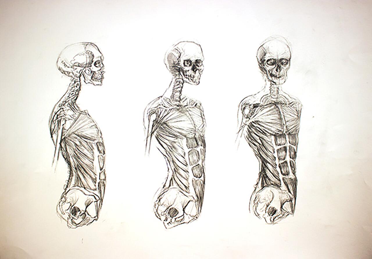 Anatomical study drawing of the upper skeleton's muscles at three different views.