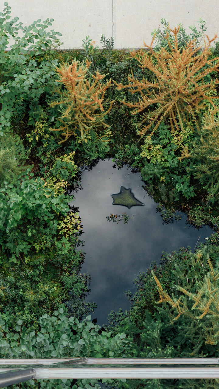 Aerial image of MCAD's rooftop bog