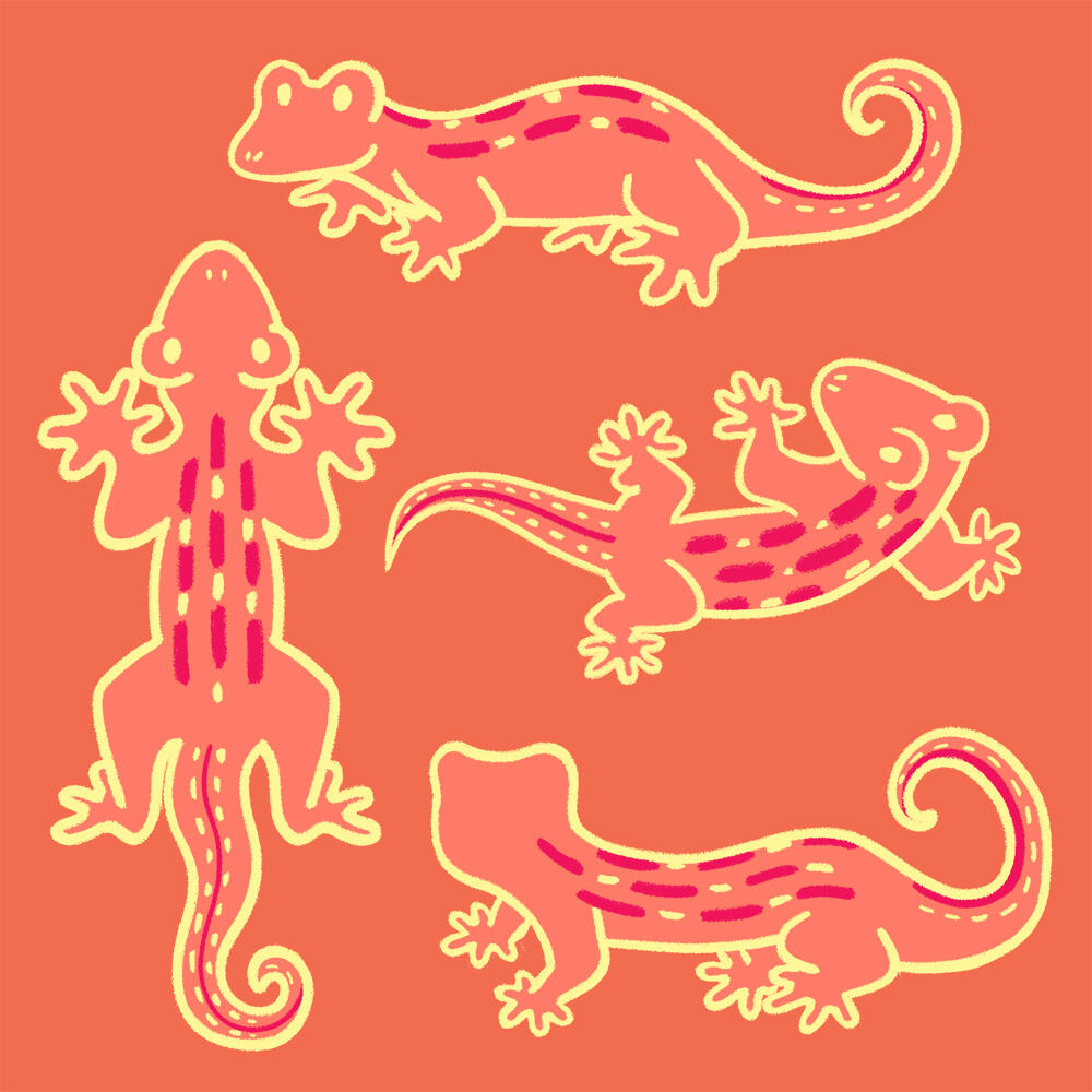 Gecko design sheet by Bo Young An