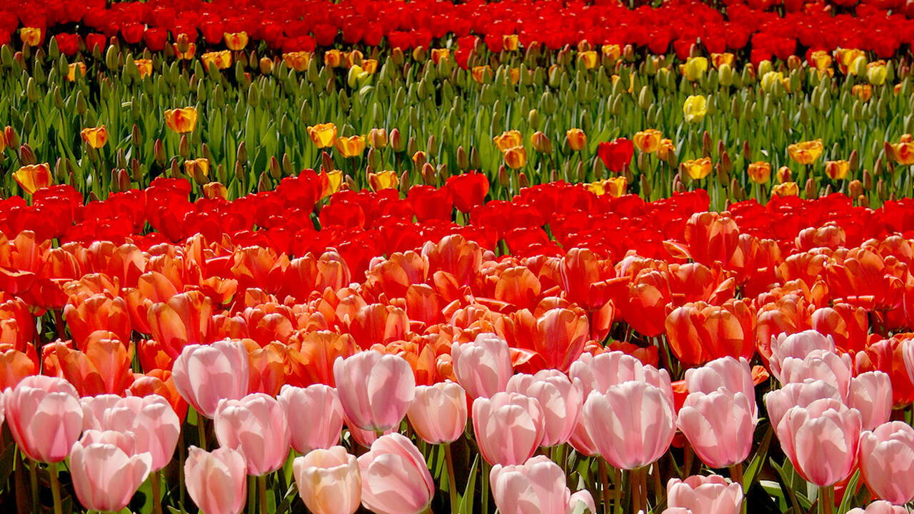 Tulip field in the Netherlands