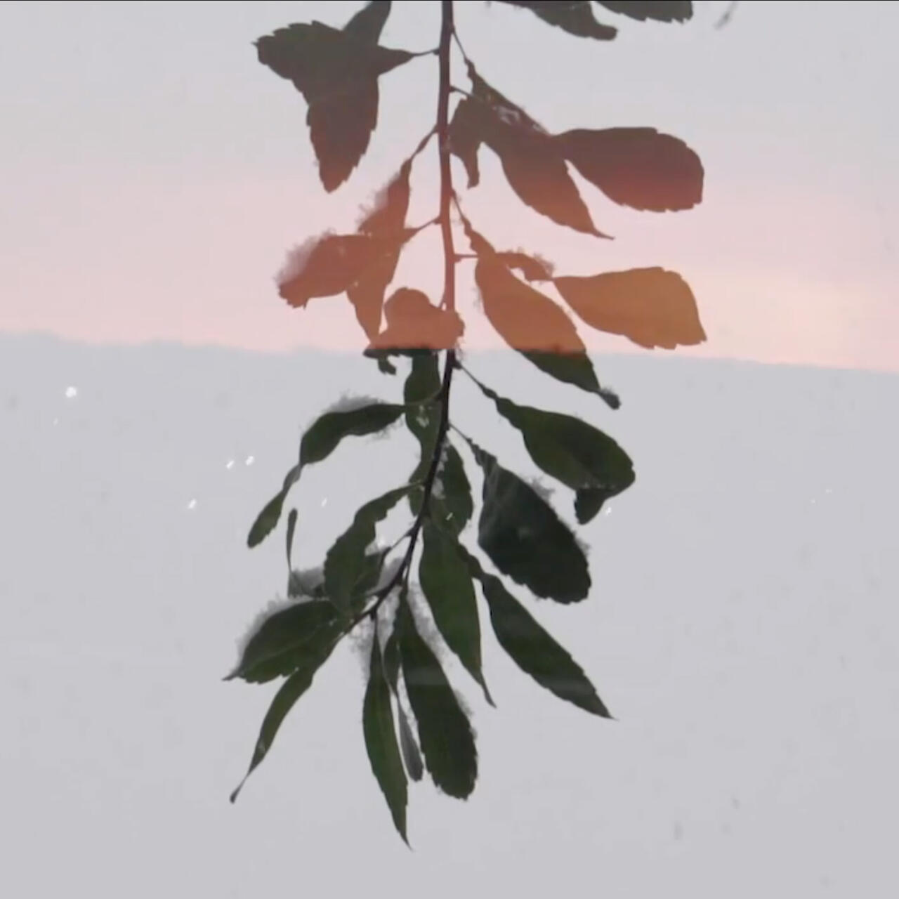 Still from a film, showing a plant overlayed with a sunset