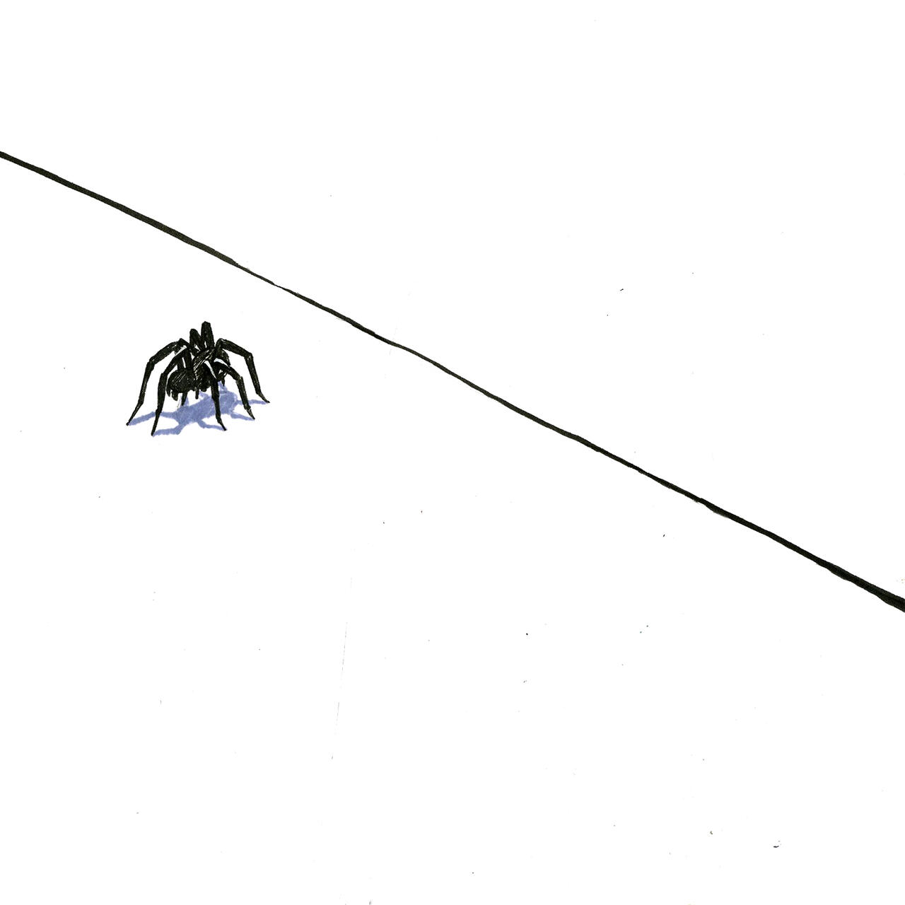 Conceptual spider illustration by Emily Augustin