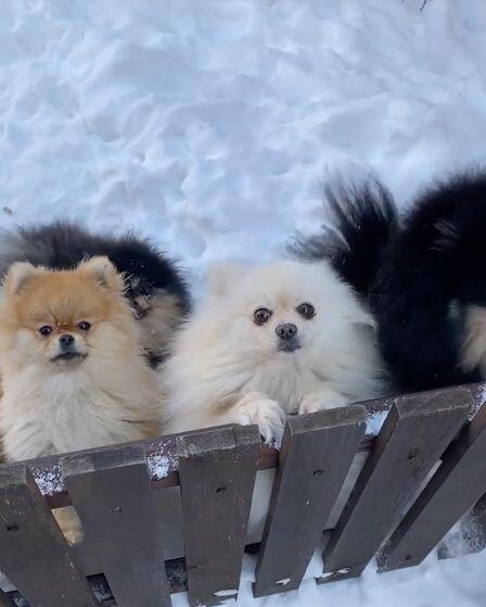 Still from Secondhand Hounds Puppy Parties by Mau Ojeda